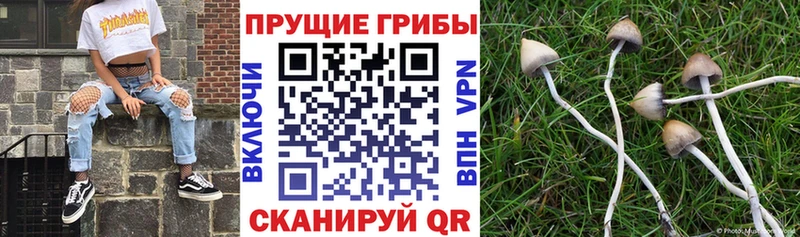 Псилоцибиновые грибы GOLDEN TEACHER  Юрьевец 